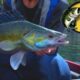 Fishing Sim World: Bass Pro Shops APK Download Latest Version For Android